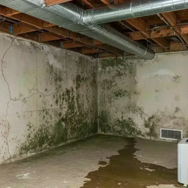 Professional Mold Removal in Shaw, DC